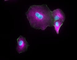 Invitrogen Donkey anti-Mouse IgG (H+L) Highly Cross-Adsorbed Secondary