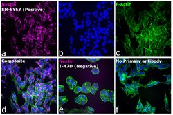 Invitrogen Donkey anti-Mouse IgG (H+L) Highly Cross-Adsorbed Secondary