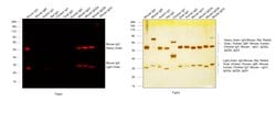 Invitrogen Donkey anti-Mouse IgG (H+L) Highly Cross-Adsorbed Secondary