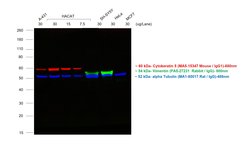 Invitrogen Donkey anti-Mouse IgG (H+L) Highly Cross-Adsorbed Secondary