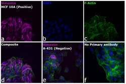 Invitrogen™ Donkey anti-Rabbit IgG (H+L) Highly Cross-Adsorbed Secondary Antibody, Alexa Fluor™ Plus 680
