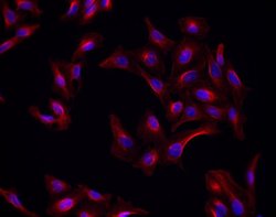 Invitrogen Donkey anti-Goat IgG (H+L) Highly Cross-Adsorbed Secondary Antibody,