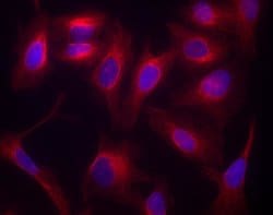 Invitrogen Donkey anti-Goat IgG (H+L) Highly Cross-Adsorbed Secondary Antibody,