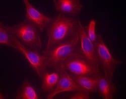 Invitrogen Donkey anti-Goat IgG (H+L) Highly Cross-Adsorbed Secondary Antibody,
