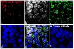 Invitrogen Donkey anti-Goat IgG (H+L) Highly Cross-Adsorbed Secondary Antibody,