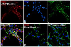 Invitrogen Donkey anti-Goat IgG (H+L) Highly Cross-Adsorbed Secondary Antibody,