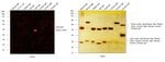 Invitrogen™ Donkey anti-Goat IgG (H+L) Highly Cross-Adsorbed Secondary Antibody, Alexa Fluor™ Plus 555