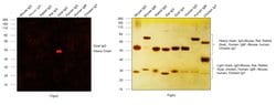 Invitrogen Donkey anti-Goat IgG (H+L) Highly Cross-Adsorbed Secondary Antibody,