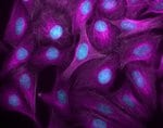 Invitrogen™ Donkey anti-Goat IgG (H+L) Highly Cross-Adsorbed Secondary Antibody, Alexa Fluor™ Plus 647