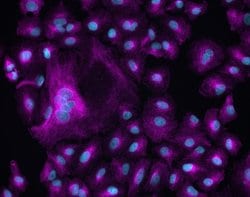 Invitrogen Goat anti-Chicken IgY (H+L) Cross-Adsorbed Secondary Antibody,