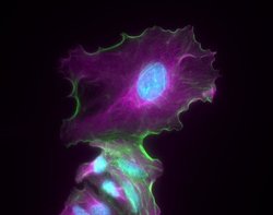 Invitrogen Goat anti-Chicken IgY (H+L) Cross-Adsorbed Secondary Antibody,