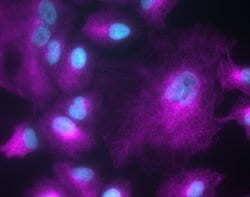 Invitrogen Goat anti-Chicken IgY (H+L) Cross-Adsorbed Secondary Antibody,
