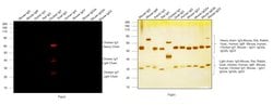 Invitrogen™ Goat anti-Chicken IgY (H+L) Cross-Adsorbed Secondary Antibody, Alexa Fluor™ Plus 680