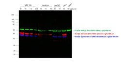 Invitrogen Goat anti-Chicken IgY (H+L) Cross-Adsorbed Secondary Antibody,