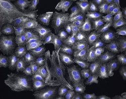 Invitrogen Goat anti-Chicken IgY (H+L) Cross-Adsorbed Secondary Antibody,