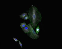 Invitrogen Goat anti-Chicken IgY (H+L) Cross-Adsorbed Secondary Antibody,