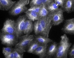 Invitrogen Goat anti-Chicken IgY (H+L) Cross-Adsorbed Secondary Antibody,