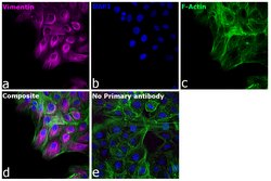 Invitrogen Goat anti-Chicken IgY (H+L) Cross-Adsorbed Secondary Antibody,