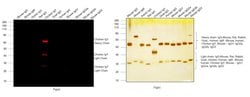 Invitrogen™ Goat anti-Chicken IgY (H+L) Cross-Adsorbed Secondary Antibody, Alexa Fluor™ Plus 800