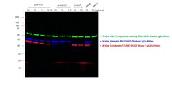 Invitrogen Goat anti-Chicken IgY (H+L) Cross-Adsorbed Secondary Antibody,