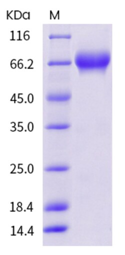 Invitrogen Human PD-L1 (B7-H1) Fc Chimera Recombinant Protein 50 &mu;g | Buy Online | Invitrogen&trade; | Fisher Scientific