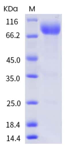 Invitrogen Human CD155 (PVR) Fc Chimera Recombinant Protein 50 &mu;g | Buy Online | Invitrogen&trade; | Fisher Scientific