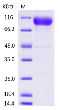 Invitrogen Human ICAM-1 (CD54) His-tag Fc Chimera Recombinant Protein 50 &mu;g | Buy Online | Invitrogen&trade; | Fisher Scientific