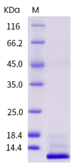 Invitrogen Human IL-13 Recombinant Protein 5 &mu;g | Buy Online | Invitrogen&trade; | Fisher Scientific