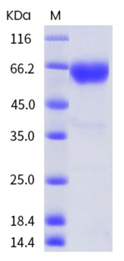 Invitrogen Human PD-1 His-tag Fc Chimera Recombinant Protein 50 &mu;g | Buy Online | Invitrogen&trade; | Fisher Scientific