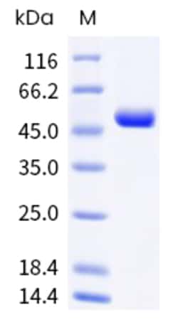 Invitrogen&trade;&nbsp;Human CD4 His-tag Recombinant Protein