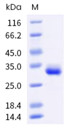 Invitrogen Human IgG1 (103 Cys/Ser) Fc Chimera Recombinant Protein 50 &mu;g | Buy Online | Invitrogen&trade; | Fisher Scientific