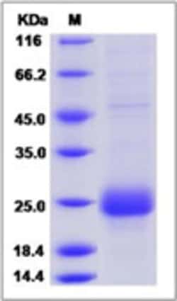 Invitrogen&trade;&nbsp;Human CTLA-4 His-tag Recombinant Protein