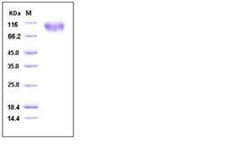 Invitrogen Mouse CD155 (PVR) His-tag Fc Chimera Recombinant Protein 50 &mu;g | Buy Online | Invitrogen&trade; | Fisher Scientific