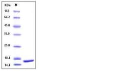 Invitrogen&trade;&nbsp;Rhesus/Cynomolgus Monkey TNF-alpha Recombinant Protein