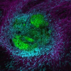 Invitrogen Donkey anti-Mouse IgG (H+L) Highly Cross-Adsorbed Secondary