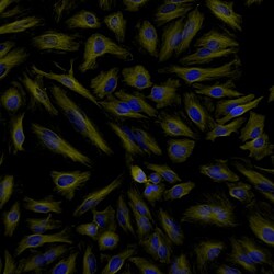 Invitrogen Goat anti-Rat IgG (H+L) Highly Cross-Adsorbed Secondary Antibody,