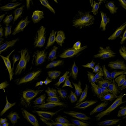 Invitrogen Goat anti-Rat IgG (H+L) Highly Cross-Adsorbed Secondary Antibody,