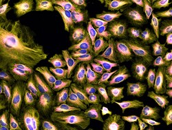 Invitrogen Goat anti-Rat IgG (H+L) Highly Cross-Adsorbed Secondary Antibody,