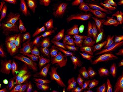 Invitrogen Goat anti-Rat IgG (H+L) Highly Cross-Adsorbed Secondary Antibody,