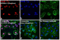 Invitrogen Goat anti-Rat IgG (H+L) Highly Cross-Adsorbed Secondary Antibody,
