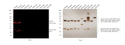 Invitrogen Goat anti-Rat IgG (H+L) Highly Cross-Adsorbed Secondary Antibody,