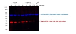 Invitrogen Goat anti-Rat IgG (H+L) Highly Cross-Adsorbed Secondary Antibody,