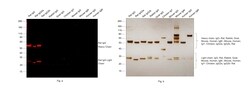 Invitrogen Goat anti-Rat IgG (H+L) Highly Cross-Adsorbed Secondary Antibody,