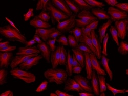 Invitrogen&trade;&nbsp;Goat anti-Rat IgG (H+L) Highly Cross-Adsorbed Secondary Antibody, Alexa Fluor&trade; Plus 594