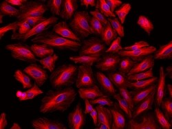 Invitrogen&trade;&nbsp;Goat anti-Rat IgG (H+L) Highly Cross-Adsorbed Secondary Antibody, Alexa Fluor&trade; Plus 594