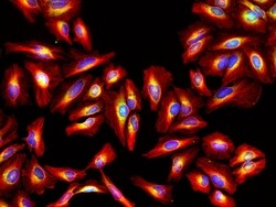 Invitrogen&trade;&nbsp;Goat anti-Rat IgG (H+L) Highly Cross-Adsorbed Secondary Antibody, Alexa Fluor&trade; Plus 594