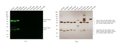 Invitrogen™ Donkey anti-Rat IgG (H+L) Highly Cross-Adsorbed Secondary Antibody, Alexa Fluor™ Plus 488