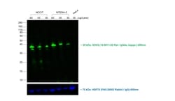 Invitrogen Donkey anti-Rat IgG (H+L) Highly Cross-Adsorbed Secondary Antibody,