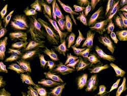 Invitrogen™ Donkey anti-Rat IgG (H+L) Highly Cross-Adsorbed Secondary Antibody, Alexa Fluor™ Plus 555