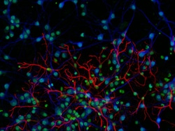 Invitrogen&trade;&nbsp;Donkey anti-Rat IgG (H+L) Highly Cross-Adsorbed Secondary Antibody, Alexa Fluor&trade; Plus 647